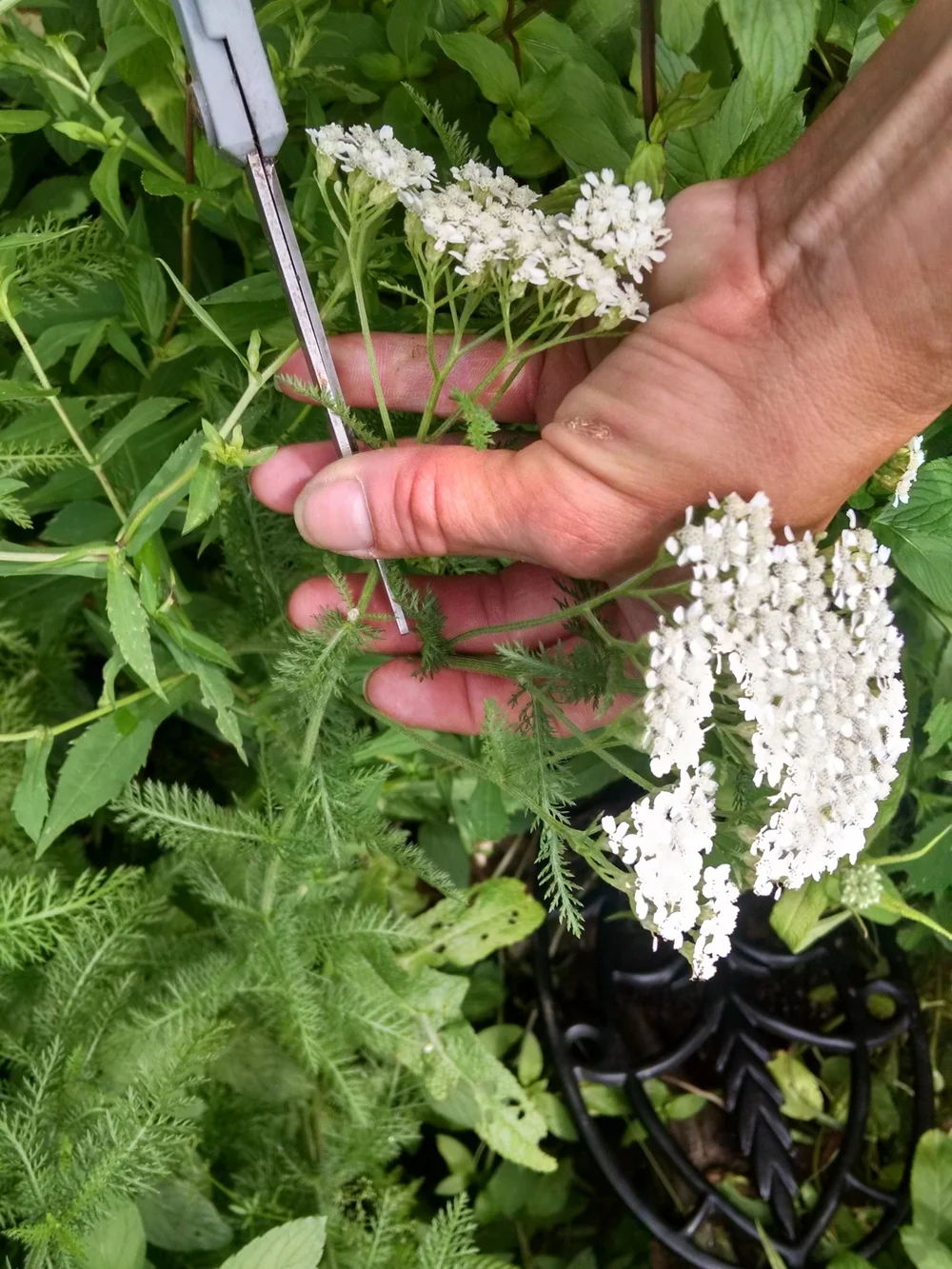 White Yarrow Flower Dried Herb